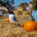 Things to Do in Jersey City in October 2026 | Fall Guide